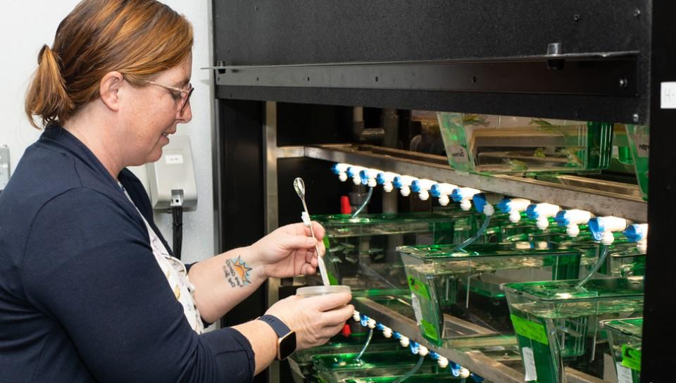 A 教师 member working on a row of zebrafish tanks